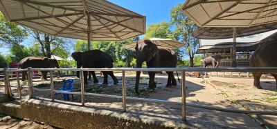 feed and interact with the elephants